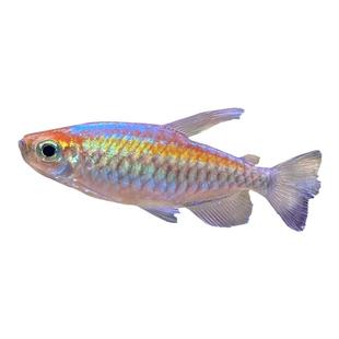 刚果美人热带鱼观赏鱼电光美人石美人鱼斑马红绿灯群游鱼活体鱼苗