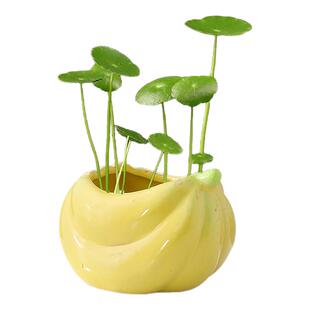 创意水果水培花瓶摆件客厅桌面装饰办公室水养绿萝铜钱草陶瓷花器