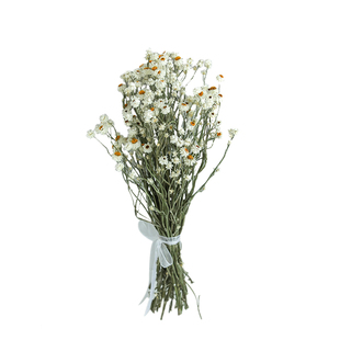 法国小蜡菊小白梅银菊天然干花花束搭配小清新迷你进口真花装饰花