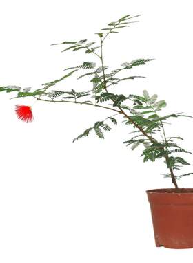 老爹家的菖蒲姬合欢阳台网红花卉