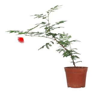 日本红花姬合欢网红好养阳台窗台花卉微景观迷你桌面盆栽小植物苗