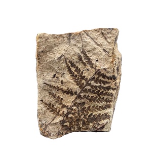 辽西植物侏罗纪白垩纪二叠纪天然蕨类植物化石地质科普教学标本