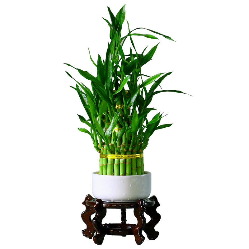 节节高竹塔花卉水养小绿植包邮
