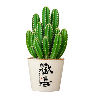 万重山盆栽多肉绿植物仙人掌球办公室内室桌面有靠山懒人绿植花卉