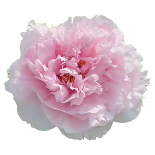 菏泽粉红色丰花型雪映桃花牡丹花苗大花重瓣盆栽庭院阳台种植耐寒