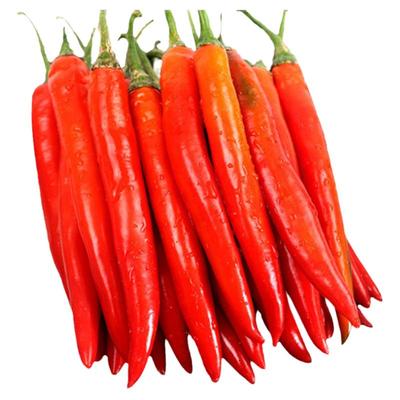 四季美人椒苗高产辣椒苗盆栽菜苗