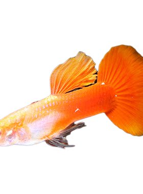 水族乡美国小型活体淡水观赏鱼