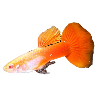 美国全红练手入门级孔雀鱼礼服热带鱼小型淡水观赏鱼胎生小鱼活体