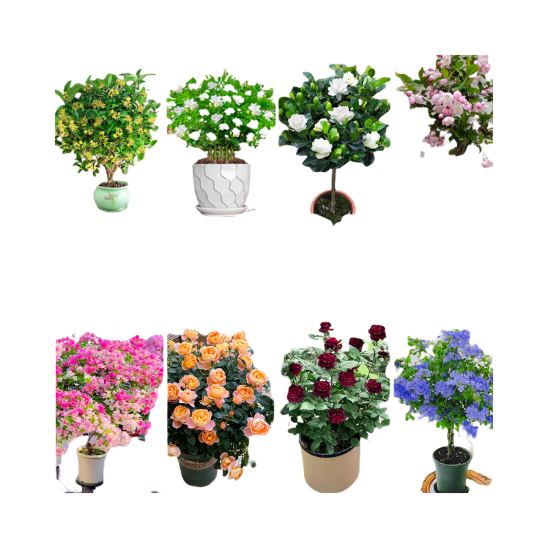适合家养的花卉大全绿植盆栽