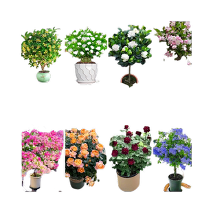 适合家养的花卉大全绿植盆栽室内耐阴好养易活的植物四季庭院开花