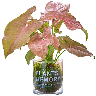 苔藓球桌面绿植四季好养活