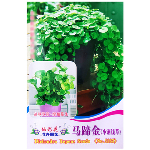 马蹄金种子小铜钱草金钱草种籽室内外四季常青阳台盆栽观赏绿植孑