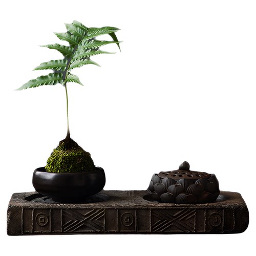 狼尾蕨一叶蕨紫琪蕨苔藓球盆景绿植物办公室好养客厅禅意净化空气