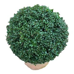 龟甲冬青球完美冬青球冬青先令川滇蜡树齿叶耐寒花园设计花镜植物