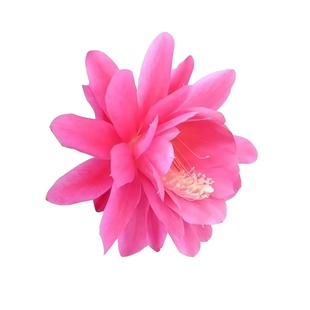 令箭荷花带根花苗盆栽室内外花卉植物多肉阳台观赏重瓣售嫁接枝条