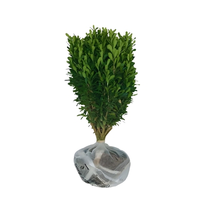 北方耐寒小叶黄杨树苗常绿篱笆