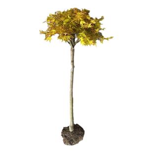 黄金枫树苗盆栽红枫三季红别墅庭院彩叶大型耐寒风景树橙之梦枫树