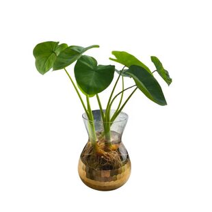 水培芋头苗室内阳台庭院盆栽假仙造景用净化水易活好打理水生植物