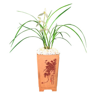 云南莲瓣兰花大雪素浓香花卉盆景盆栽土绿植兰带草植物花苞名贵苗