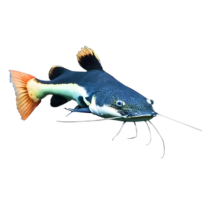 黄金招财猫鱼活鱼黑金色红尾鲶鱼苗热带观赏鱼大小型招财猫狗仔鲸