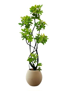 【精品优选】客厅大型绿植