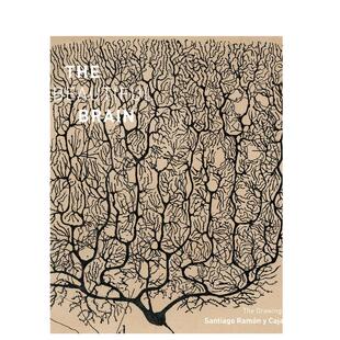 【预售】美丽的大脑：圣地亚哥·拉蒙 - 卡哈尔图纸英文艺术家艺术工作室进口原版外版书精装The Beautiful Brain: The Drawings