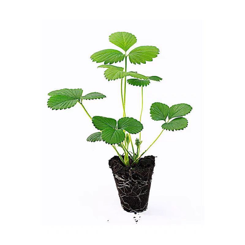 奶油红颜草莓穴盘苗当年果