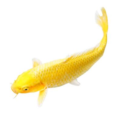 黄金锦鲤活鱼招财好养耐冷水苗体