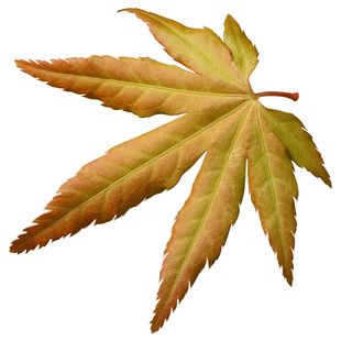 【黄金流泉】日本进口枫树瀑布垂枝枫花园庭院槭树观叶红枫树苗木