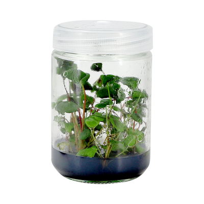 茉钡特生物草莓无菌组培瓶苗种苗红颜新手转接扩繁原种苗草莓脱毒