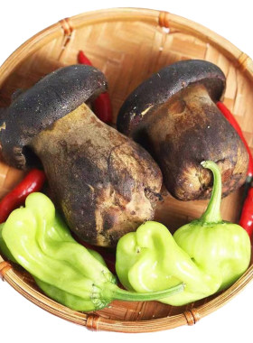 云南特产新鲜黑牛肝菌顺丰包邮