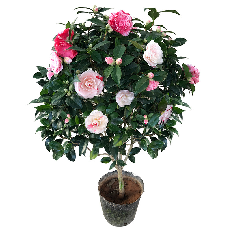 茶花树苗室外绿植盆栽五色赤丹