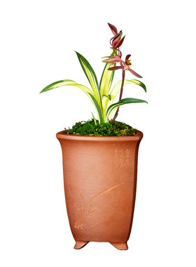 正品浓香型兰花室内好养观花植物