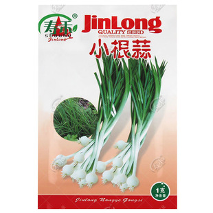 小根蒜种子韭葱蒜籽种野蒜苗盆栽蔬菜种籽东北大脑瓜孑蒜种野葱