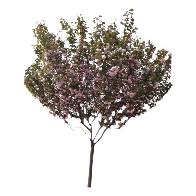 樱花树苗庭院花卉工程绿化苗木