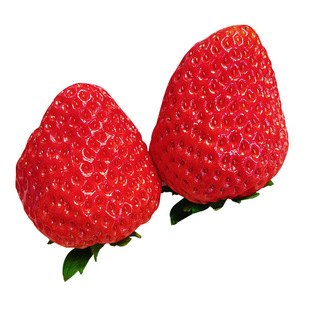 【所有女生直播间】礼盒装丹东99草莓红颜九九大草莓新鲜现摘