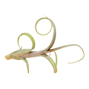 章鱼卷厂家直供 基地直发 空气凤梨无土绿植懒人新奇植老人须松萝