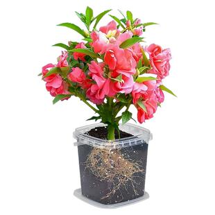 凤仙花种子小学生儿童种植小盆栽科学实验观察指甲花向日葵花种籽