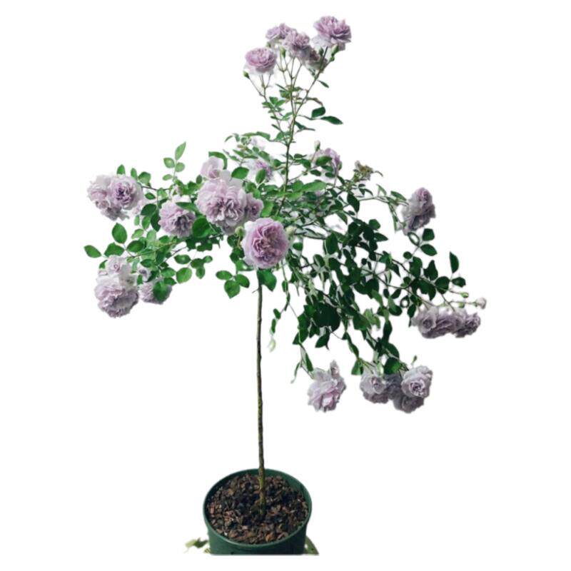 嫁接树状蓝色阴雨树桩棒棒糖月季花苗特大花玫瑰四季阳台庭院浓香