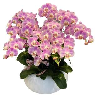 蝴蝶兰盆栽花卉鲜花速递全国同城配送朋友办公室盆栽北京南京上海