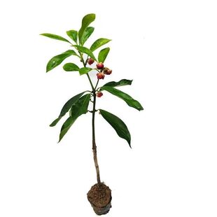 广西八角树苗嫁接大红罗马东荣八角食用大茴香树苗四季种植当年结