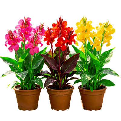 【四季盛花】美人蕉花叶美人蕉红艳蕉室内外易活多年生景观绿植株