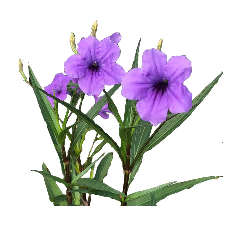 翠芦莉多年生芦莉草耐旱耐热室外庭院花卉蓝花草紫花翠芦莉小苗