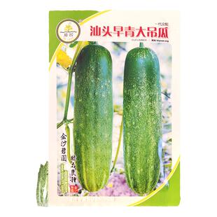 老品种大青黄瓜种子 早生油绿花青大吊瓜 青瓜四季青皮耐热黄瓜苗