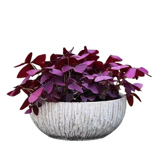 红花酢浆草种球幸运草炸酱草室内紫叶醋酱草三叶草种子多年生盆栽