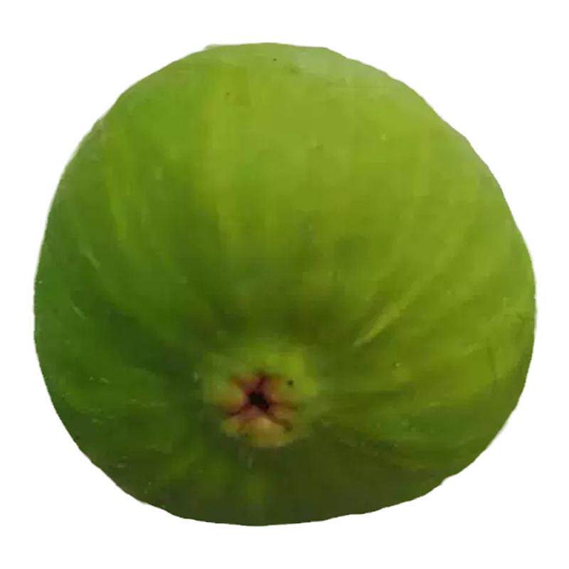 广西新鲜无花果青皮鲜果孕妇水果现摘发3斤青皮生无花果煲汤药用5