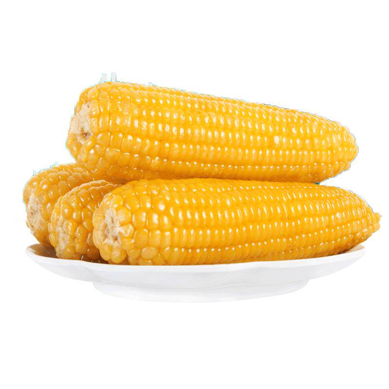【非转基因】禾久黄糯鲜食甜糯即黏玉米棒粗粮食真空10条装包邮