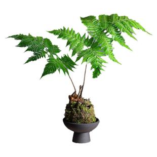 蕨类植物水培红磷蕨盆栽苔藓球一叶室内耐阴中式禅意盆景桌面绿植