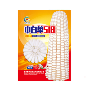 高产杂交白玉米种子中白单518适合云贵川中高海拔1000-2200种植