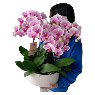 蝴蝶兰盆栽生日开业北京上海广州杭州深圳南京鲜花速递同城配送店